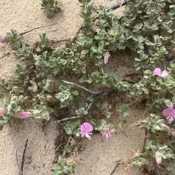 Ononis spinosa Flower