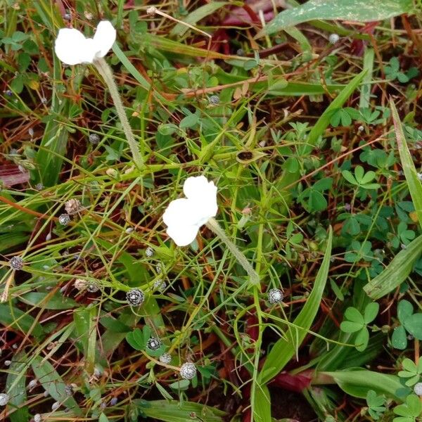 Rhamphicarpa fistulosa Habitat