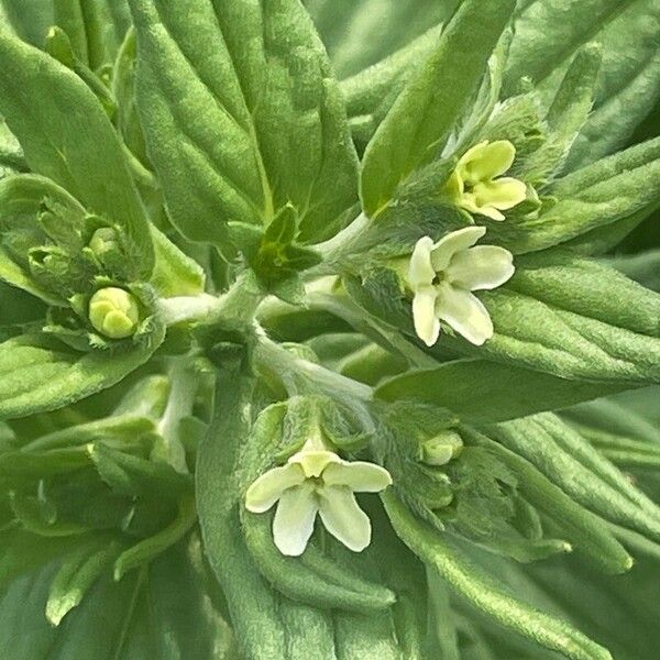 Lithospermum officinale Flower