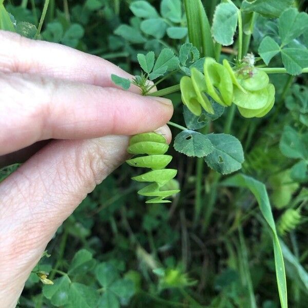 Medicago orbicularis Kvet