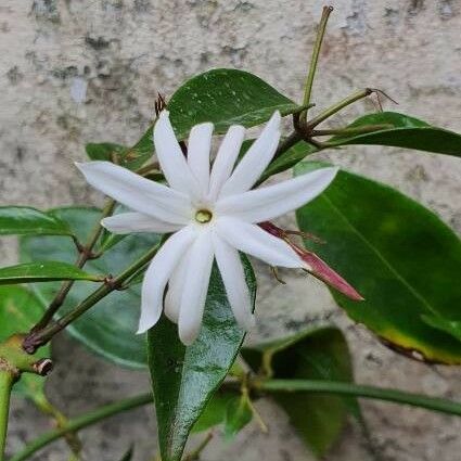 Jasminum laurifolium Žiedas