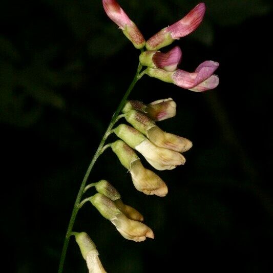 Vicia dumetorum Frukt