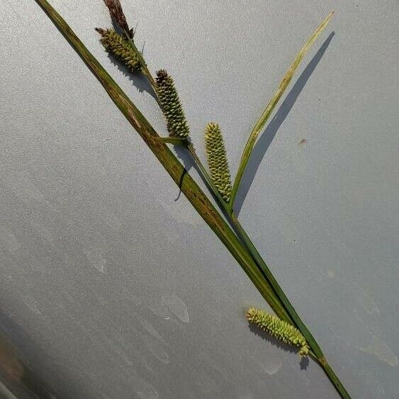 Carex acutiformis Blüte