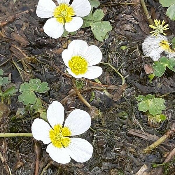 Ranunculus aquatilis Kukka