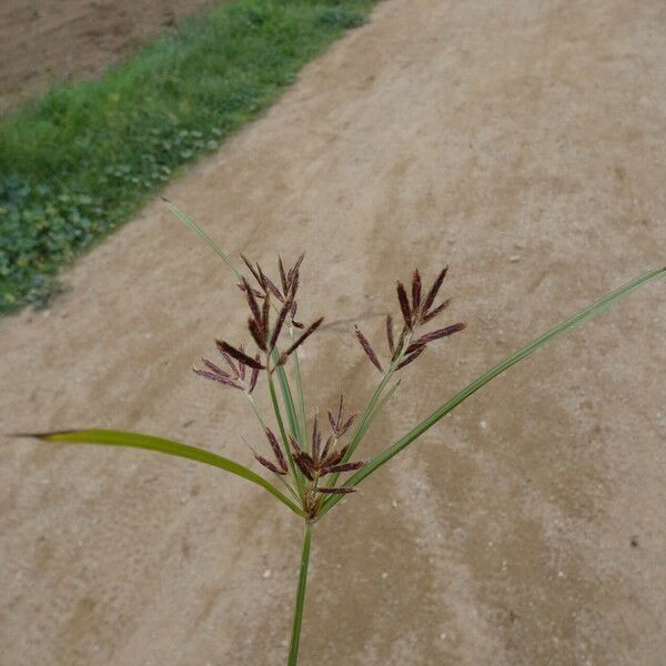 Cyperus longus Çiçek