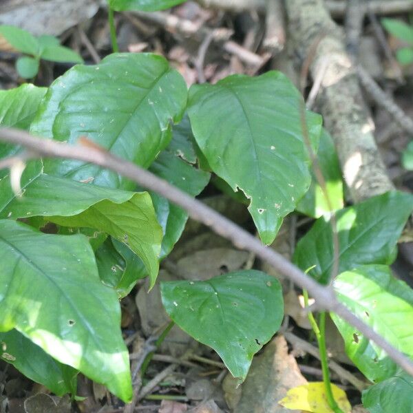 Culcasia scandens Leaf