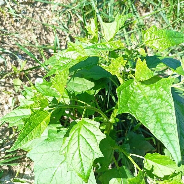 Chenopodiastrum hybridum Blad