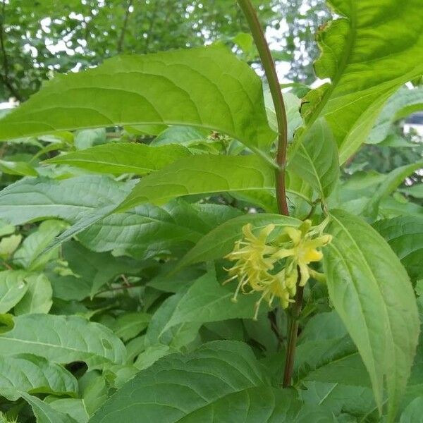 Diervilla lonicera Blomma