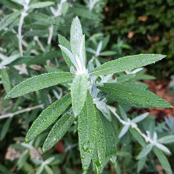 Buddleja loricata Leaf