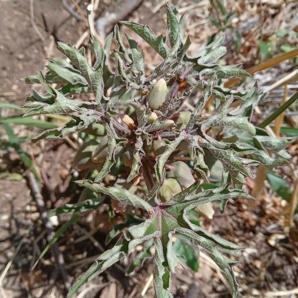 Adenia volkensii Blatt