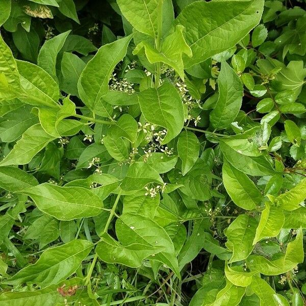 Prunus virginiana Kwiat