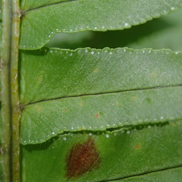 Nephrolepis undulata List