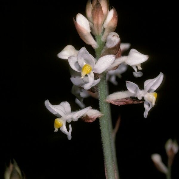 Ludisia discolor Çiçek