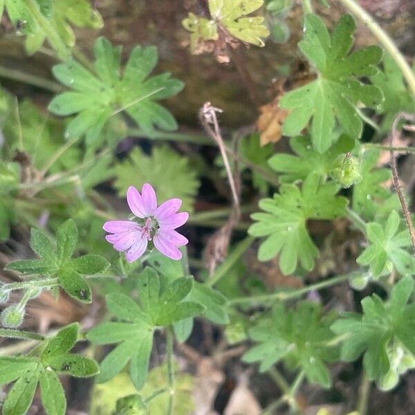 Geranium pusillum Flower