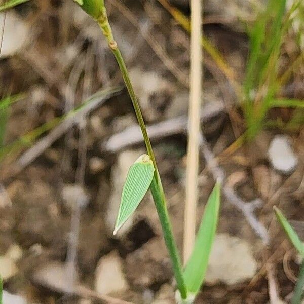 Aegilops triuncialis Frunză