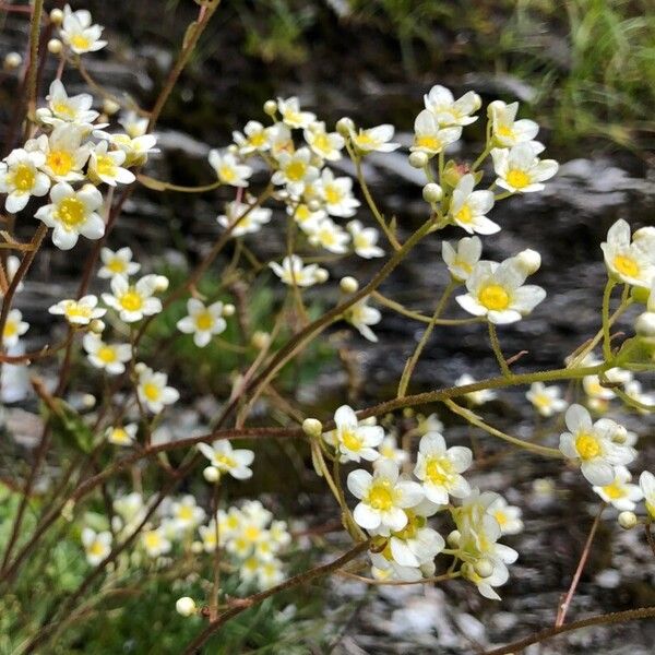 Saxifraga paniculata Floro