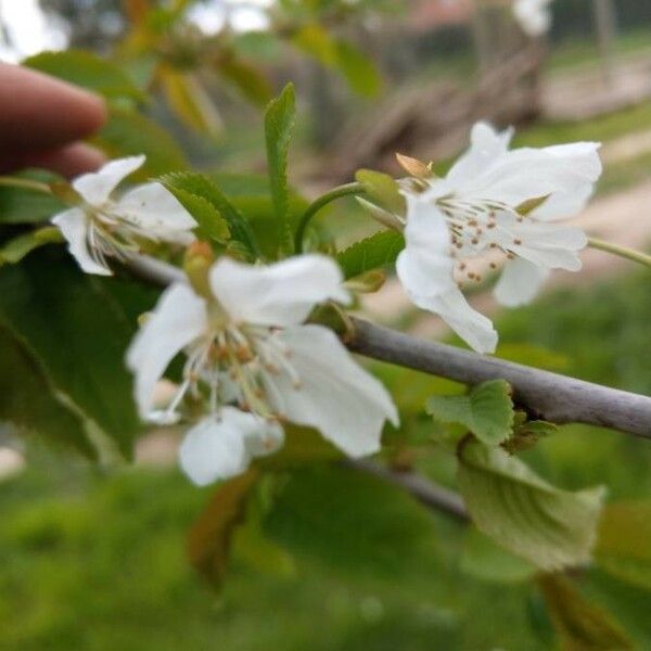 Prunus avium Blomst