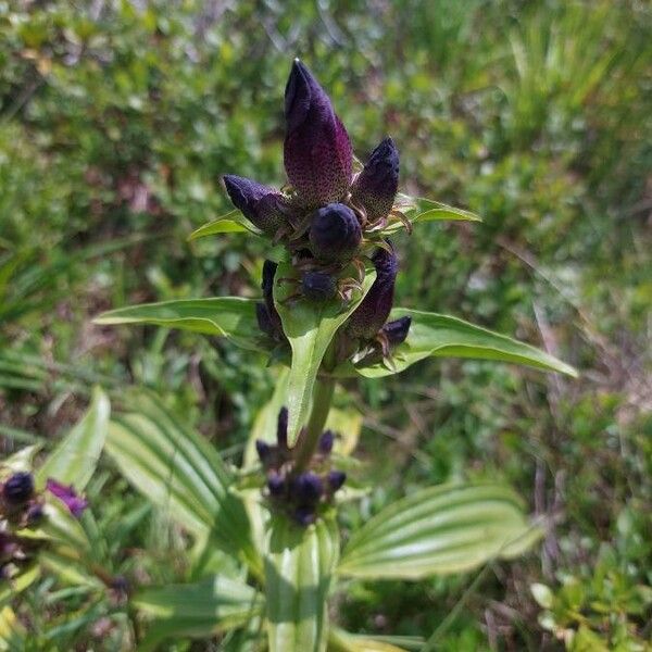 Gentiana pannonica Blad