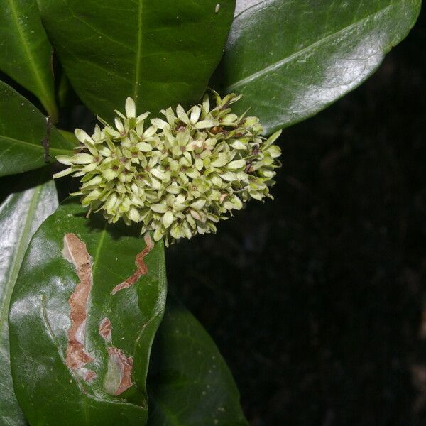 Ixora finlaysoniana Λουλούδι