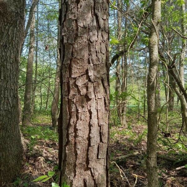 Pinus taeda Bark