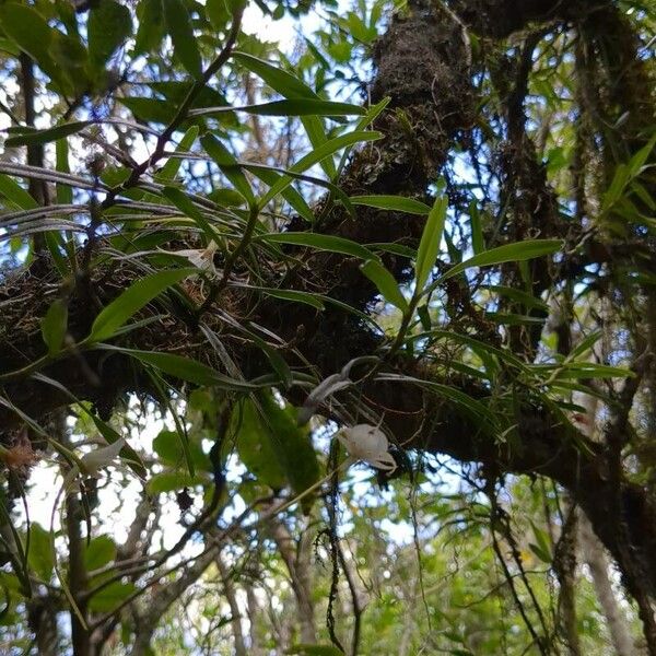 Angraecum expansum Habit