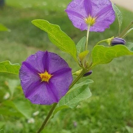 Lycianthes rantonnetii Blomst