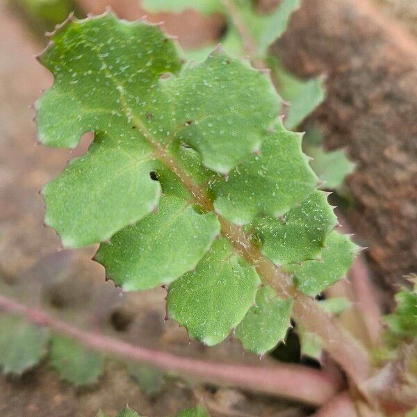 Sonchus oleraceus 葉