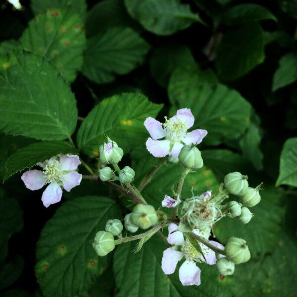 Rubus scaber Cvet