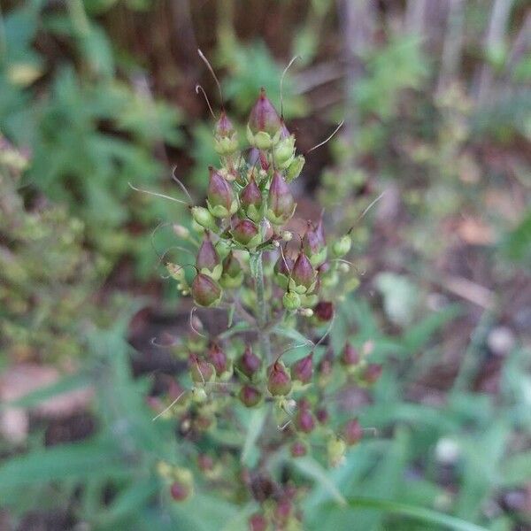 Penstemon pallidus Froito