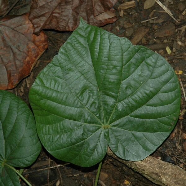 Hibiscus tiliaceus Blad