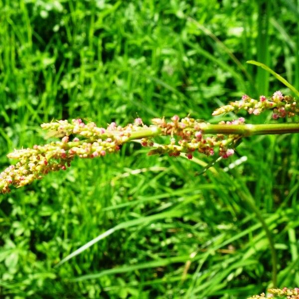 Rumex acetosa Blomma