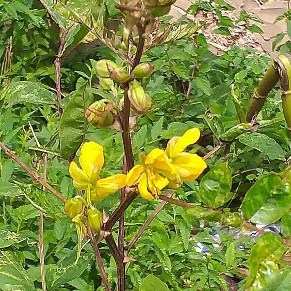 Senna occidentalis Квітка