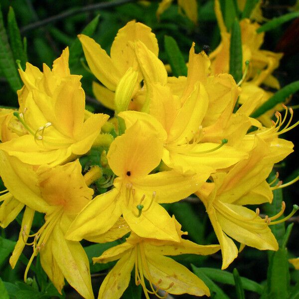 Rhododendron luteum Virág