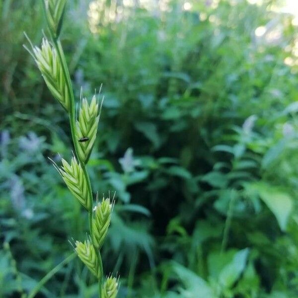 Lolium multiflorum Fiore