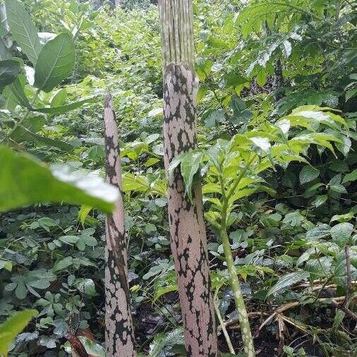 Amorphophallus paeoniifolius Blad