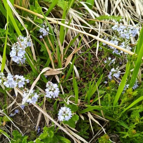 Veronica prostrata Цветок