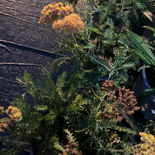 Achillea tomentosa Leaf