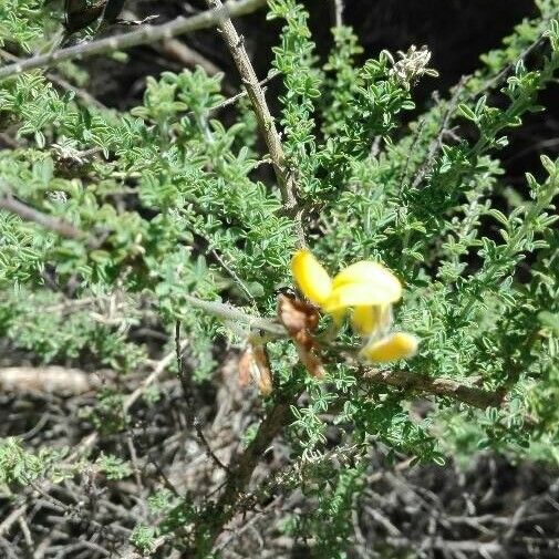 Adenocarpus foliolosus Fleur