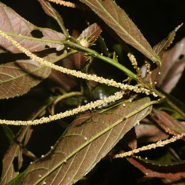 Acalypha apodanthes Yaprak