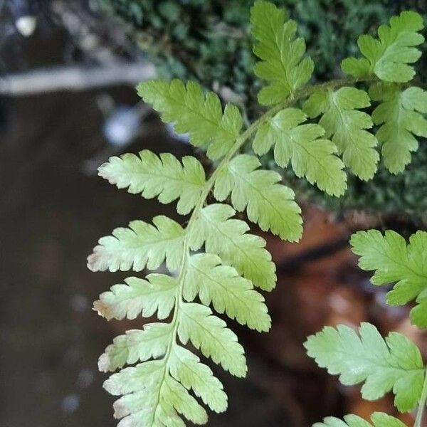 Cystopteris fragilis Blatt