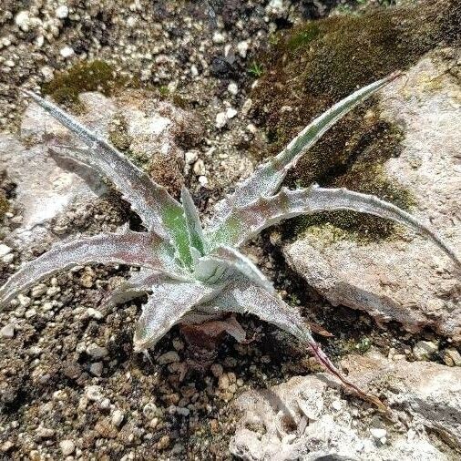 Dyckia marnier-lapostollei Leht