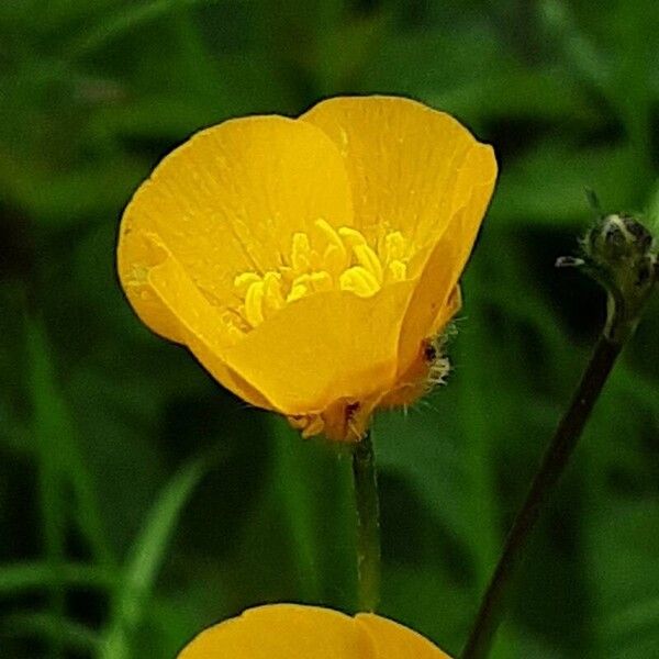 Ranunculus acris Žiedas