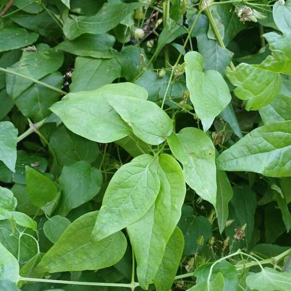 Clematis vitalba Leaf