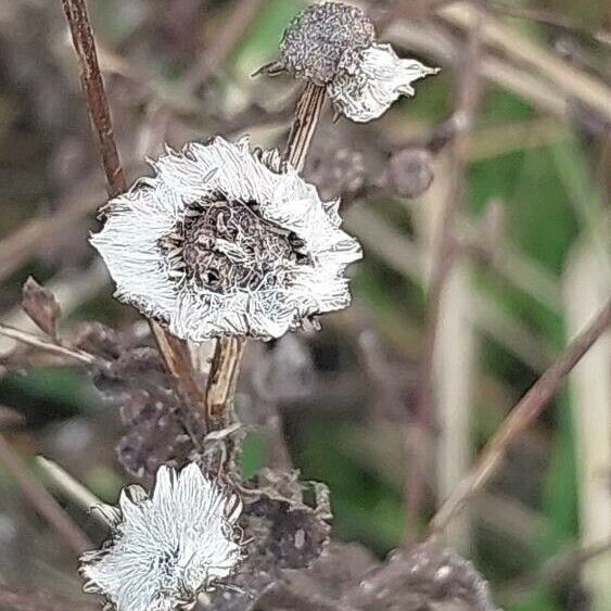 Senecio viscosus Flors