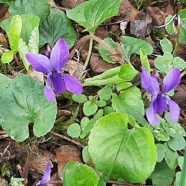 Viola reichenbachiana 果