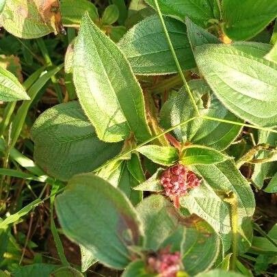 Tristemma mauritianum 叶