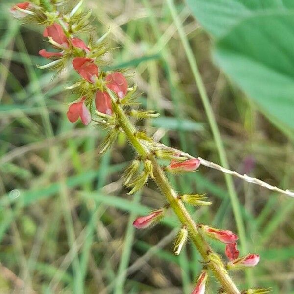 Indigofera hirsuta Flower