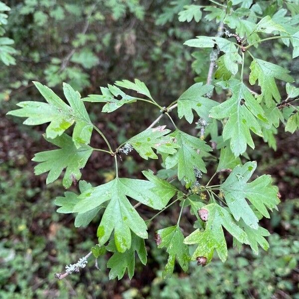 Crataegus azarolus Blatt