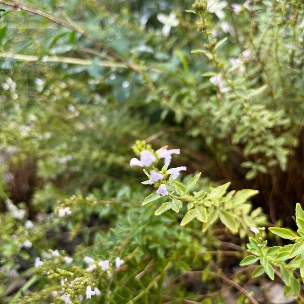 Clinopodium dalmaticum Flower