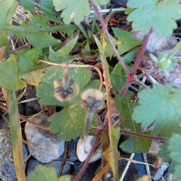 Geranium rotundifolium Gyümölcs